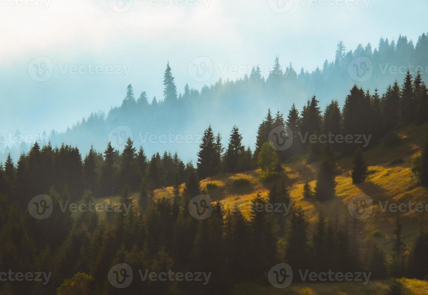 gran skog bakgrund i höst med dimmigt väder. natur utomhus landskap foto
