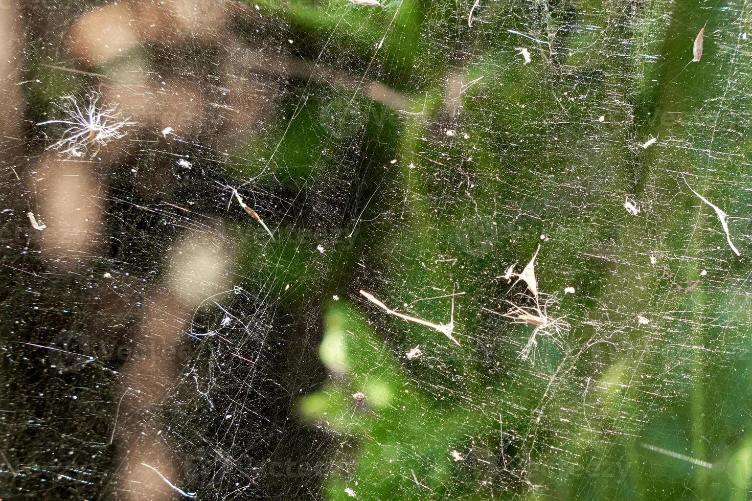 pollen från olika växter och frön hänger på webben. allergener i luften. foto