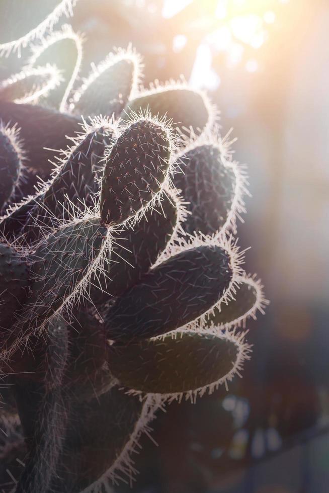 bakgrundsnatur. naturlig kaktus suckulent växt foto