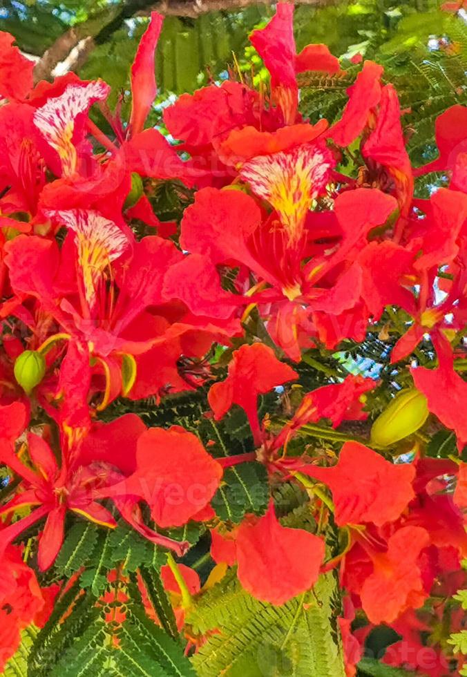 vackra tropiska lågan träd röda blommor flamboyant delonix regia mexico. foto