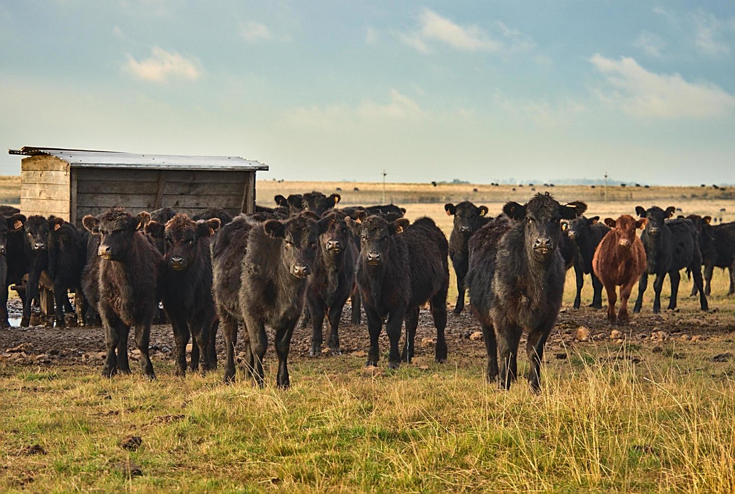 flock aberdeen angus tjurar foto