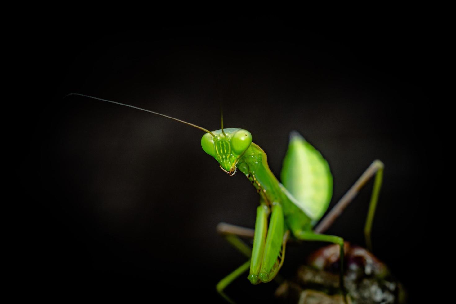 mantis insekt makrofotografering premium foto