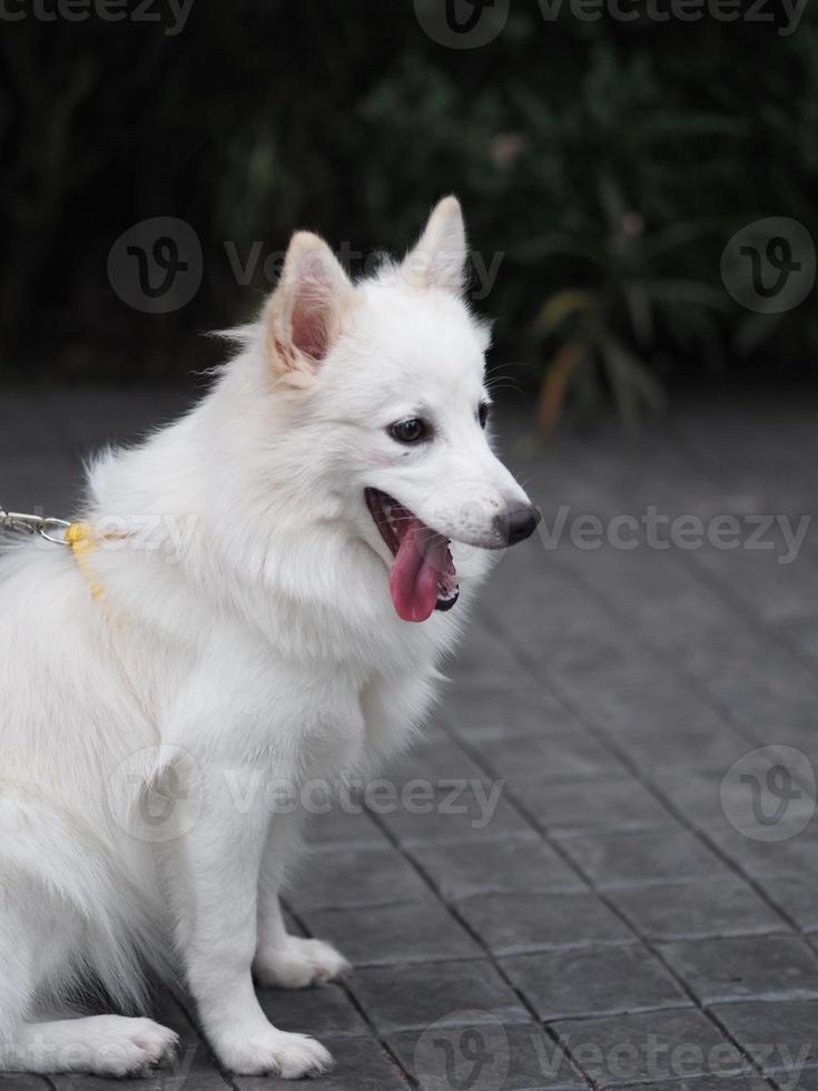 vit hund, japansk spets foto