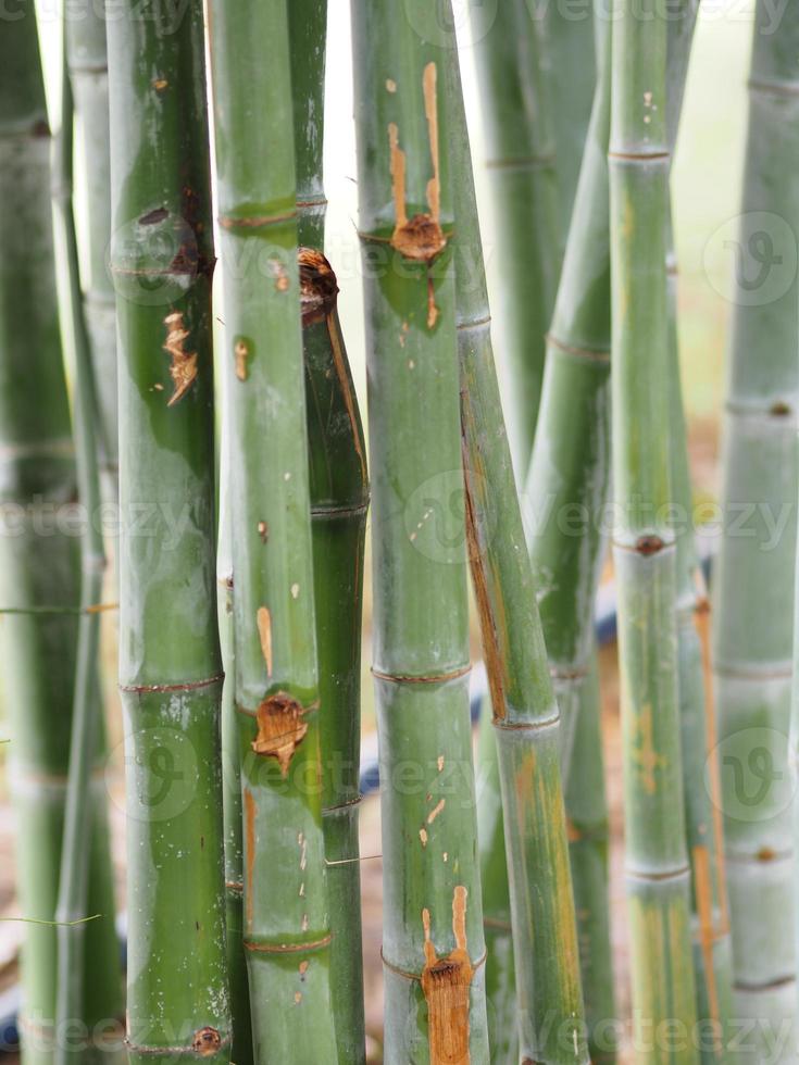 bambu träd i trädgård natur bakgrund foto