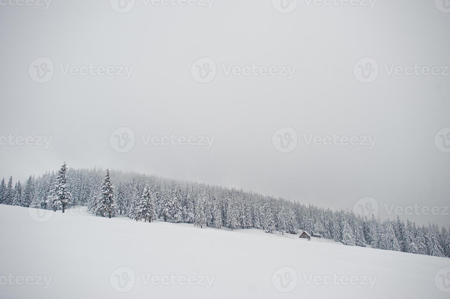 tallar täckta av snö på berget chomiak. vackra vinterlandskap av Karpaterna, Ukraina. frost natur. foto