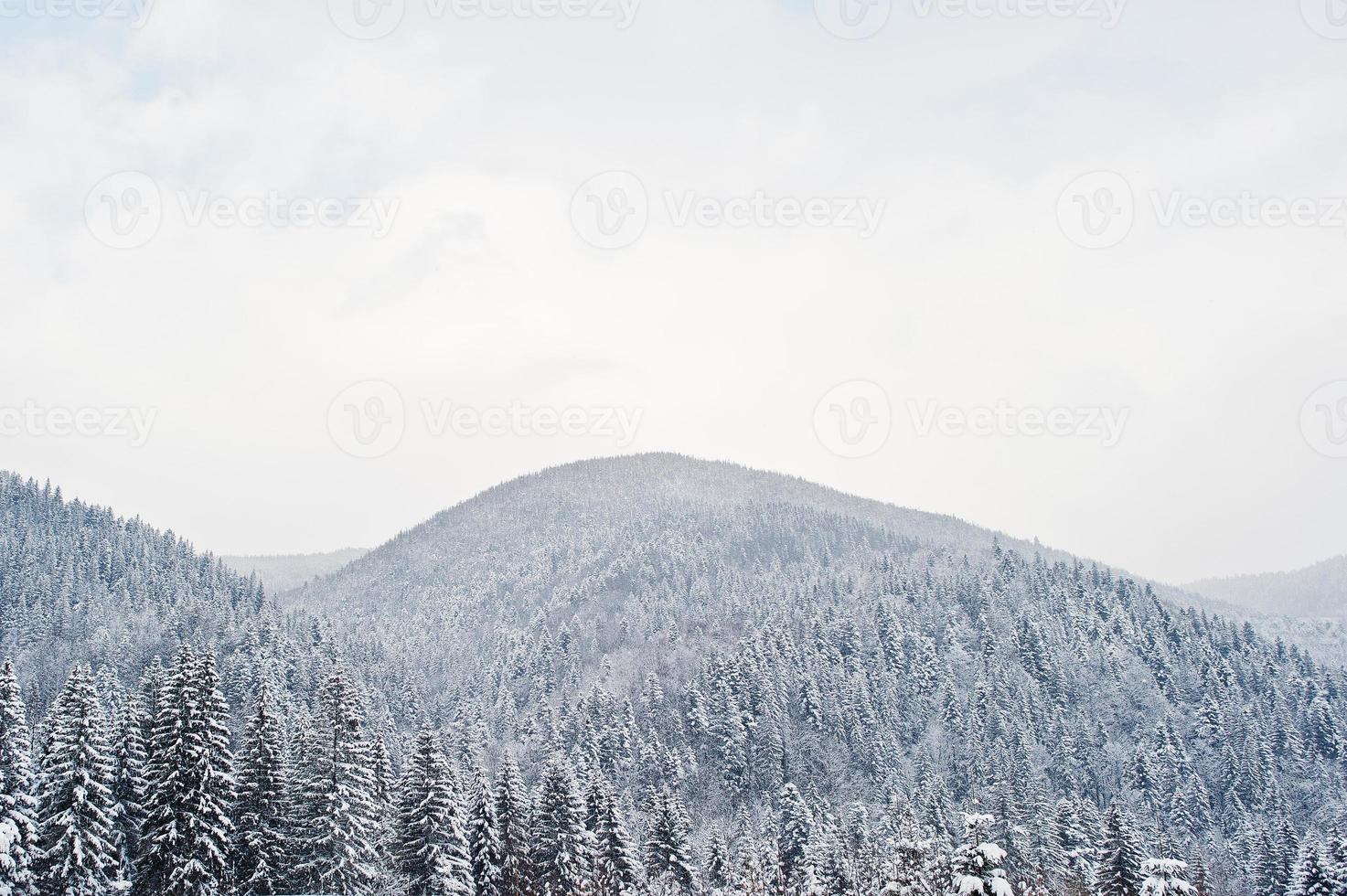 tallar täckta av snö vid Karpaterna. vackra vinterlandskap. frost natur. foto