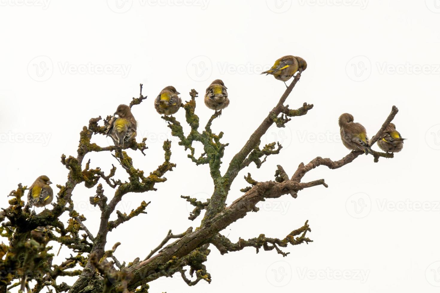 en flock grönfinkar sitter på ett kal träd foto