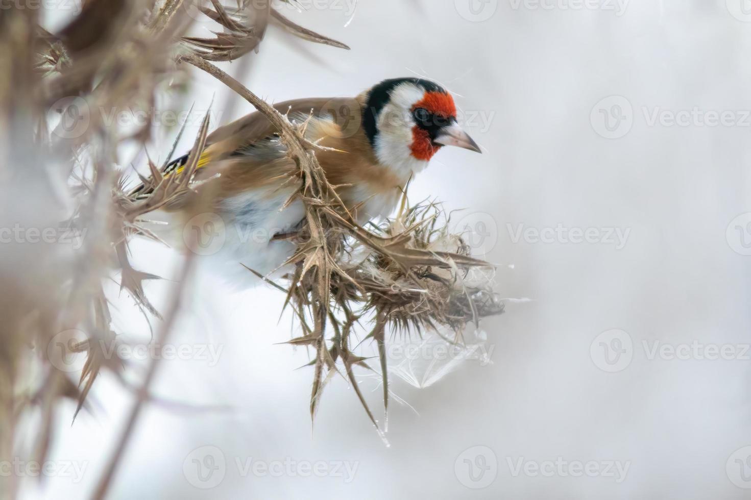 en guldfink sitter på en snöig tistel och letar efter mat foto