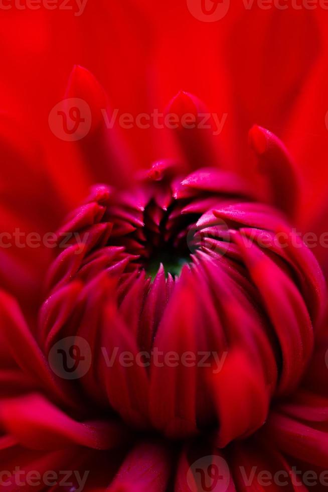 röda kronblad av en trädgårdsdahlia blomma makrofotografering på en sommardag. blommande dahlia med mörkröda kronblad närbild foto på sommaren.