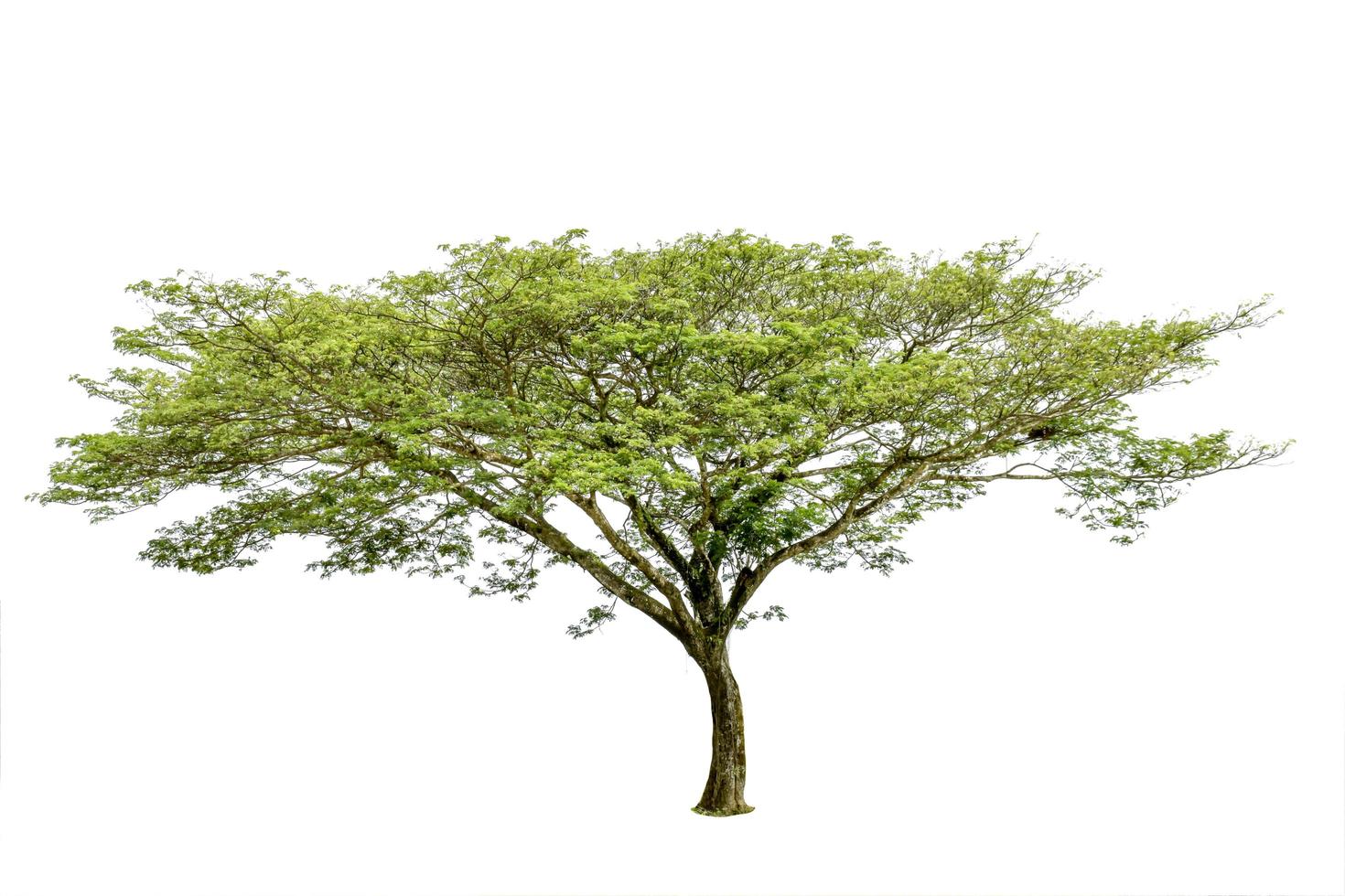 stort grönt träd isolerad på vit bakgrund foto