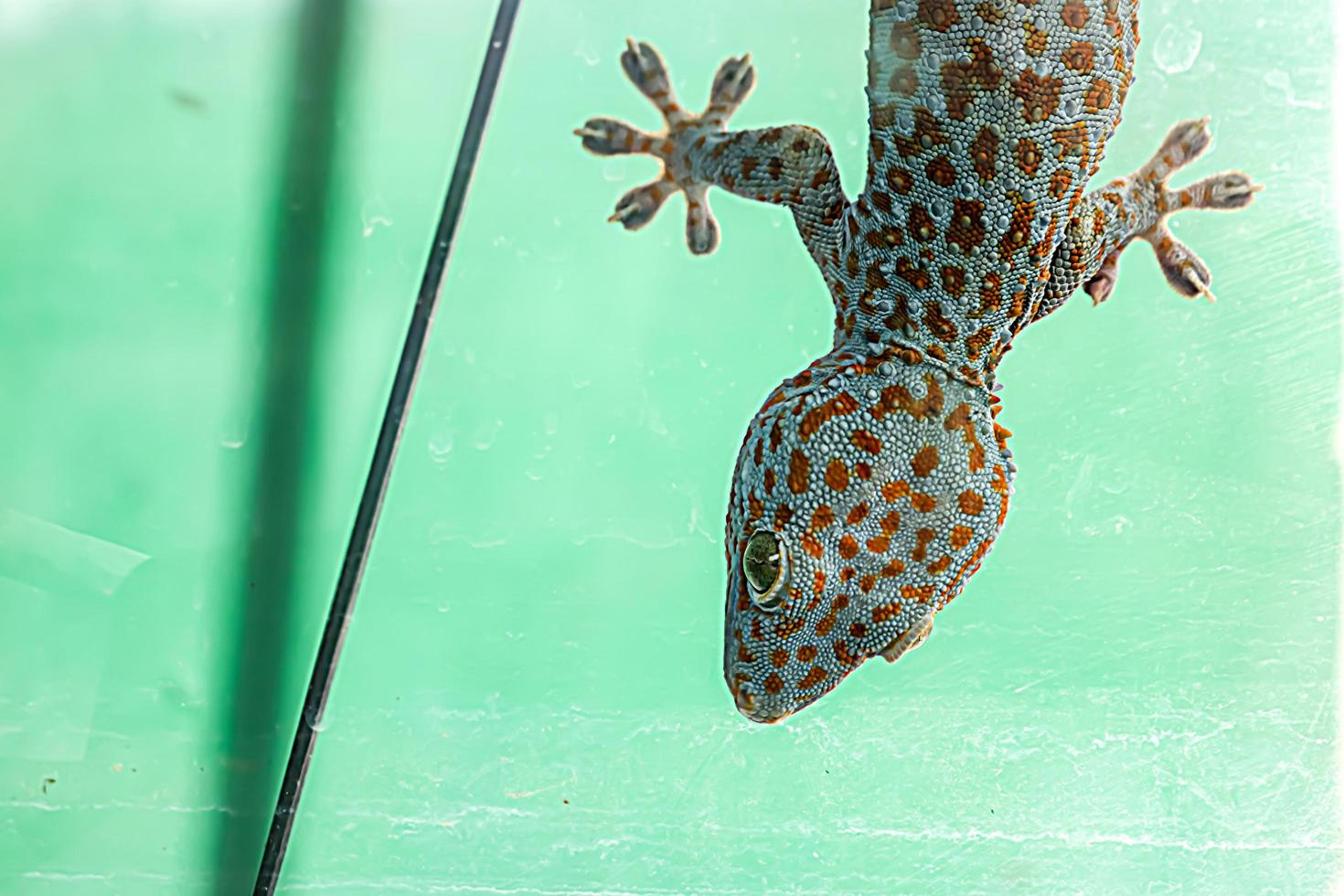 stor gecko ödla familj reptil djur på taket av huset foto