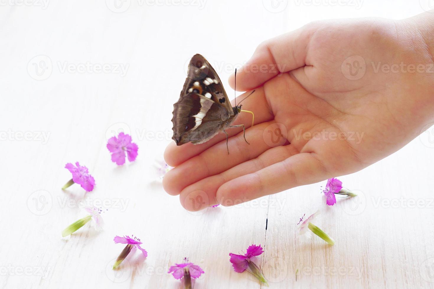 barns hand som håller fjäril över vit trä bakgrund och pil blommor foto