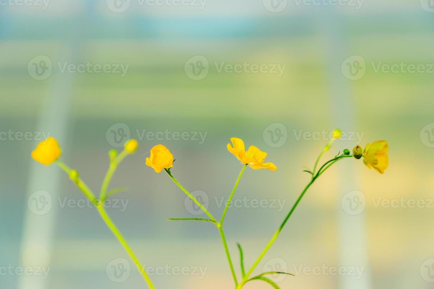 vackra gula vilda blommor smörblommor blommor i solnedgången ljus. natur bakgrund. foto