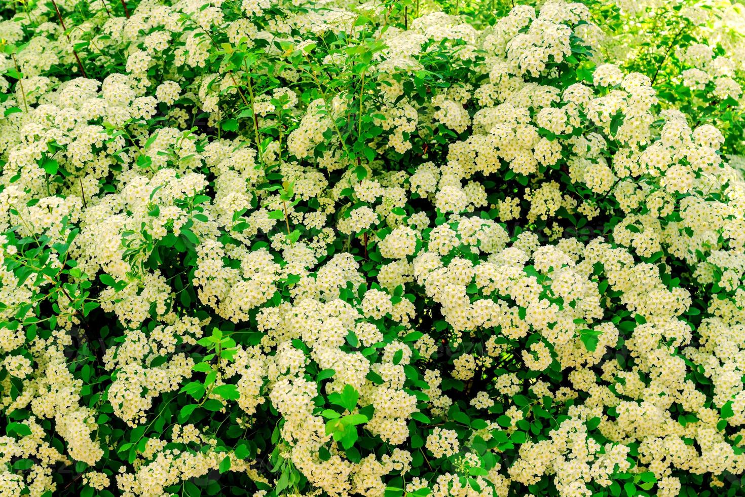 naturlig blommig bakgrund av blommande buske med små vita blommor. foto