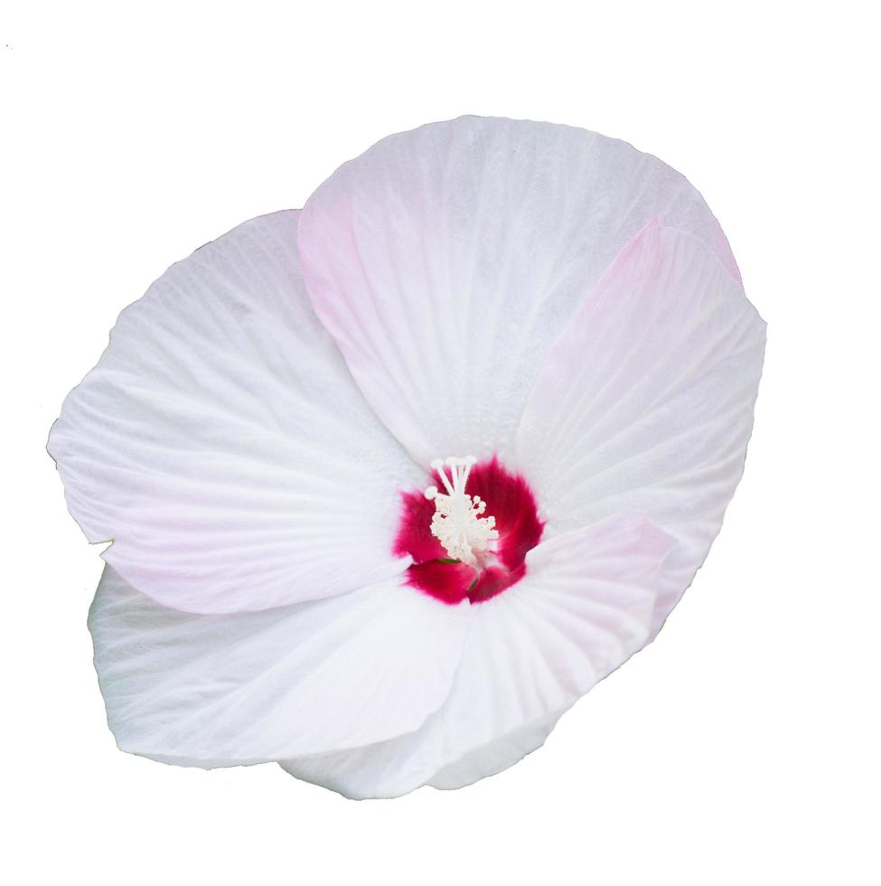 isolera vit hibiskusblomma på vit bakgrund foto