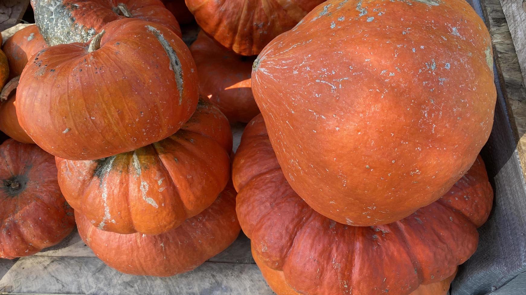 stora orange pumpor på disken av gatumarknaden foto