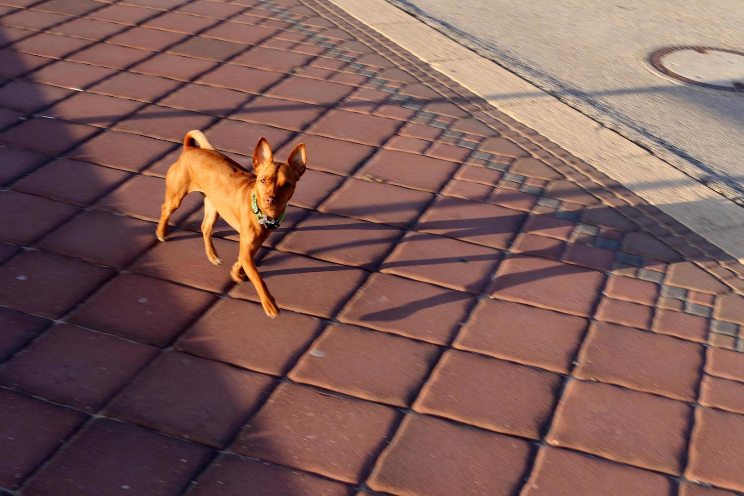 nahariya israel 14 oktober 2019. hund på promenad i en stad kille vid havet. foto