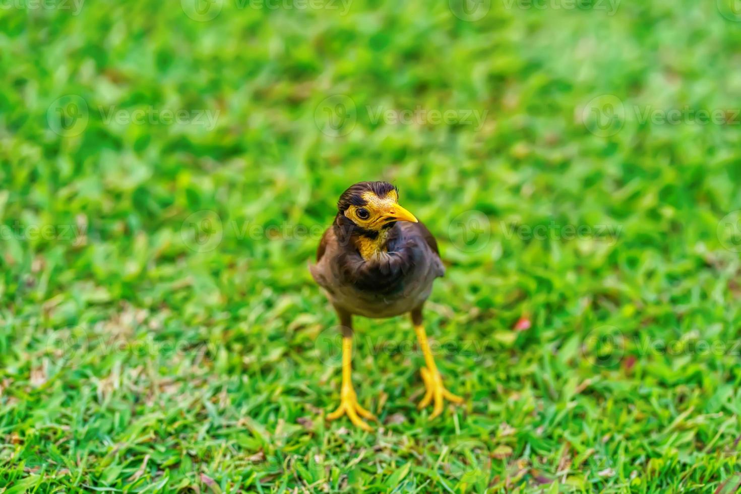 myna på gräsmattan foto