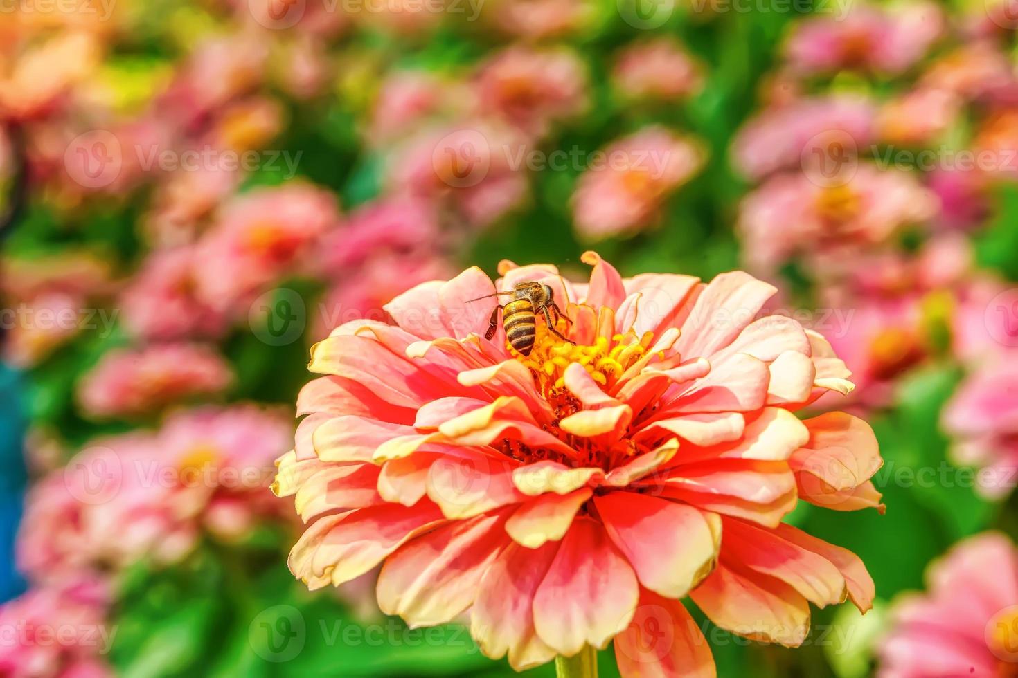 bin på zinnia elegans foto