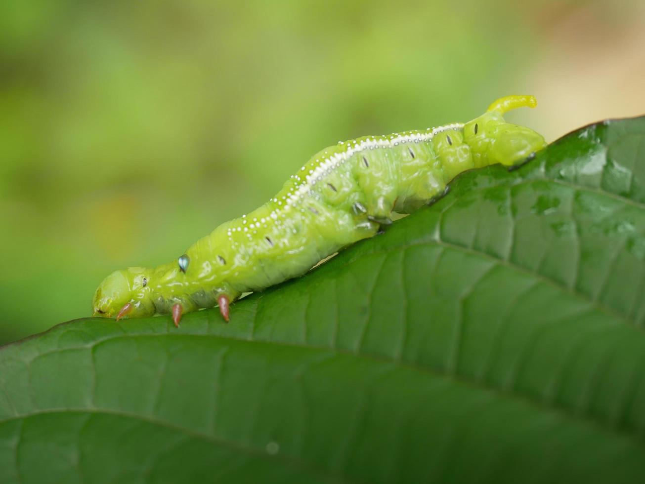 stora gröna larver. på bladen äter skadedjuren och skadar. foto