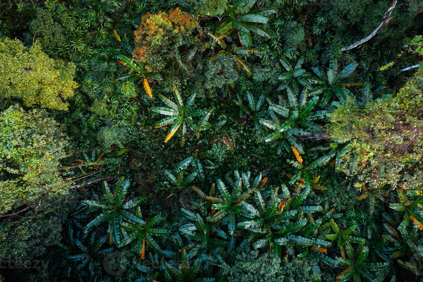 antenn se väg genom grön skog foto