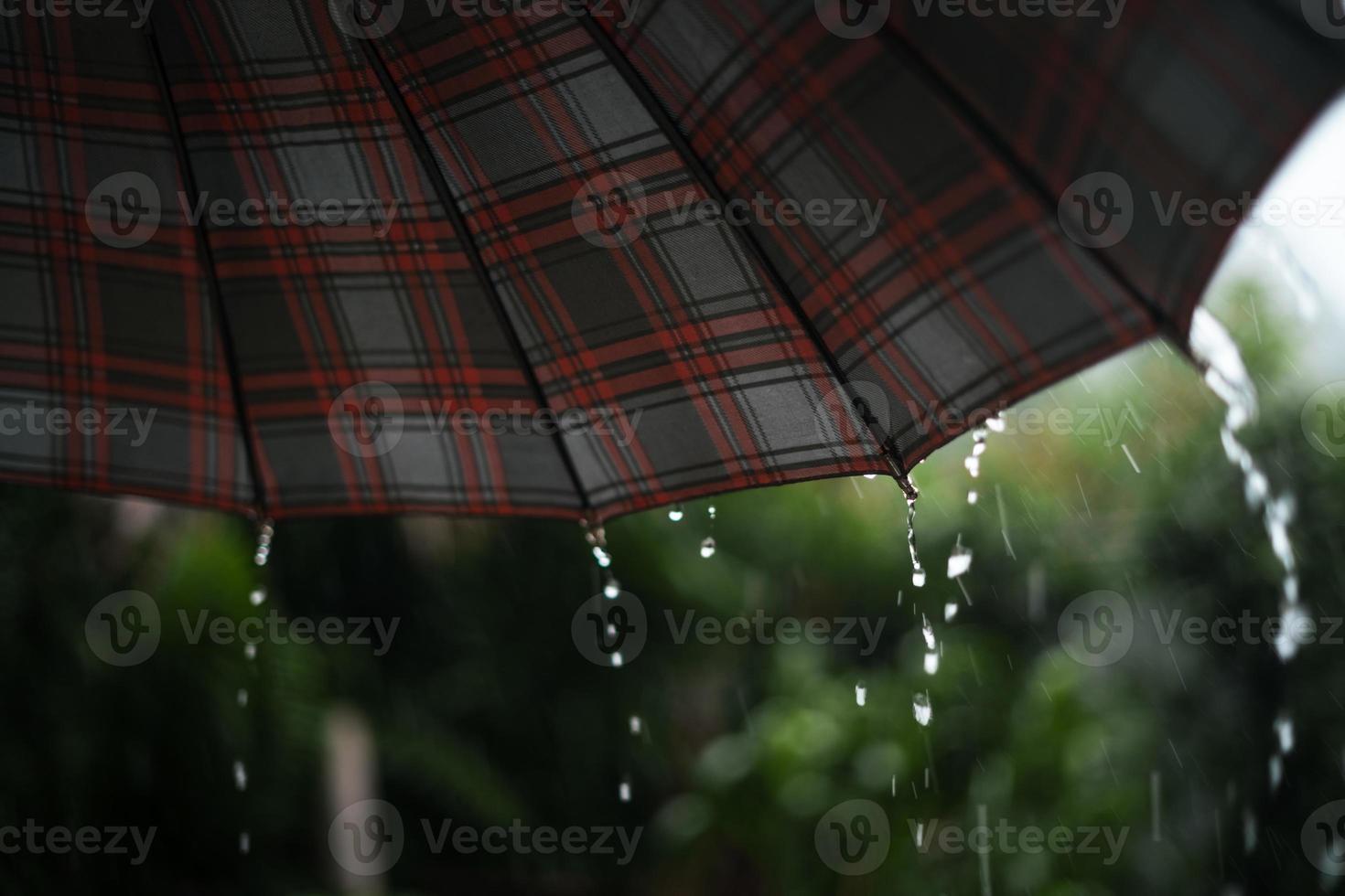 regn och löv, vatten droppar på regnig dag foto