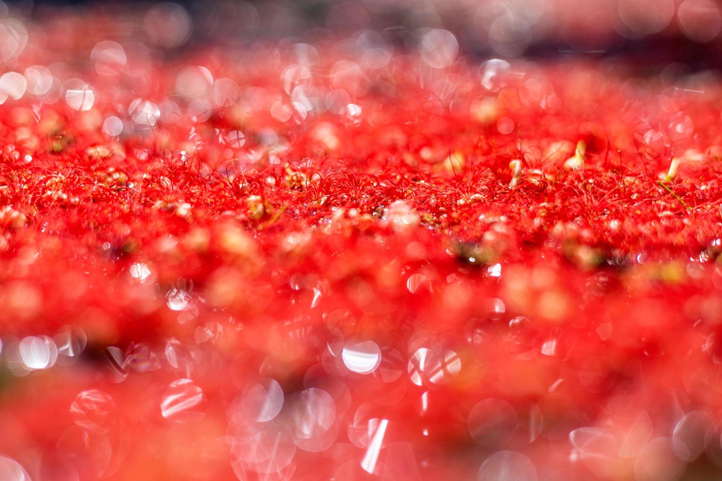 abstrakt suddig bokeh textur bakgrund strimlar av mycket liten, skön röd blomma pollen. foto