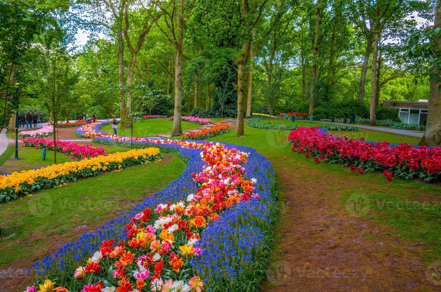 färgglada blommor stigar, keukenhof park, lisse i holland foto