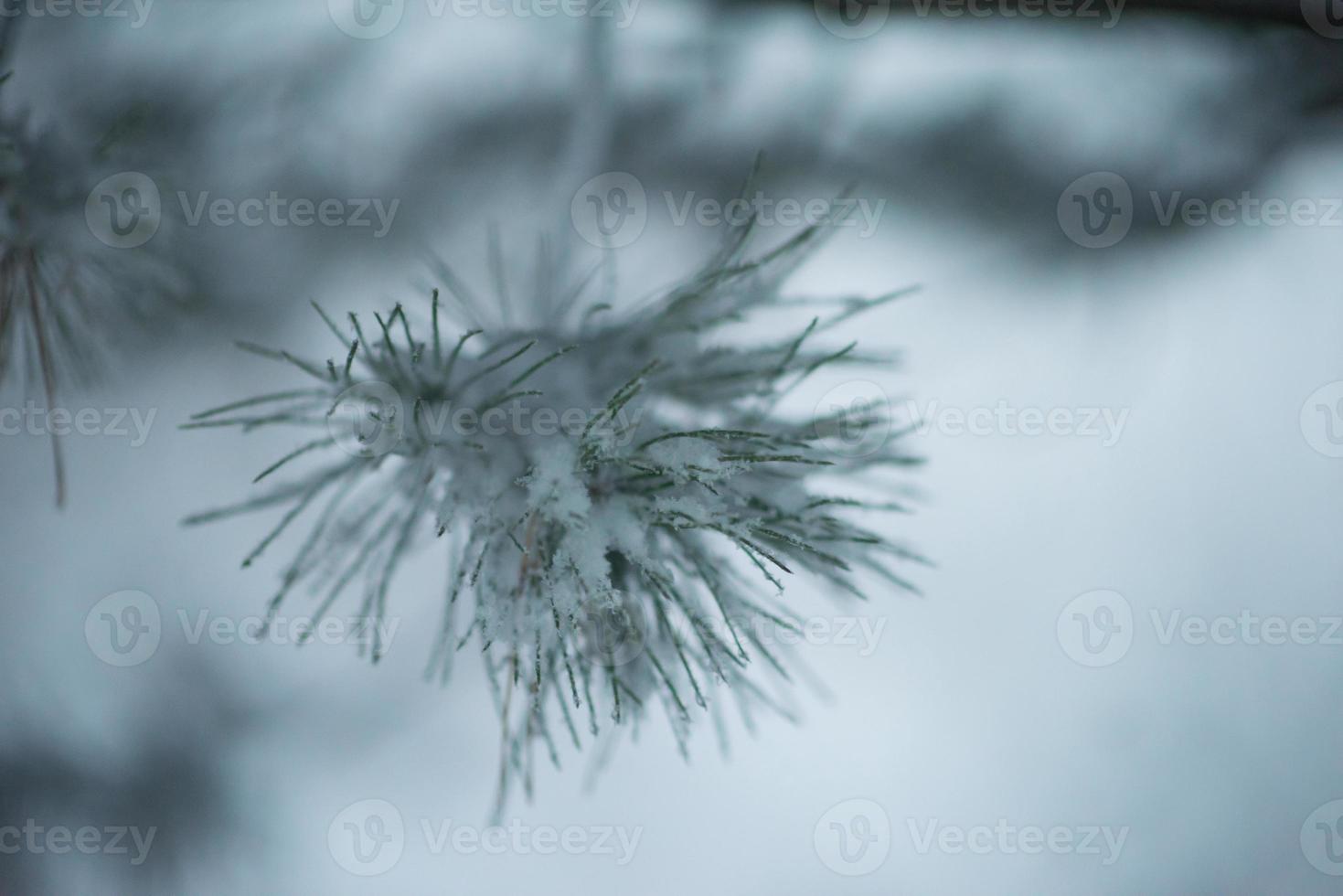 jul vintergröna tall täckt med nysnö foto