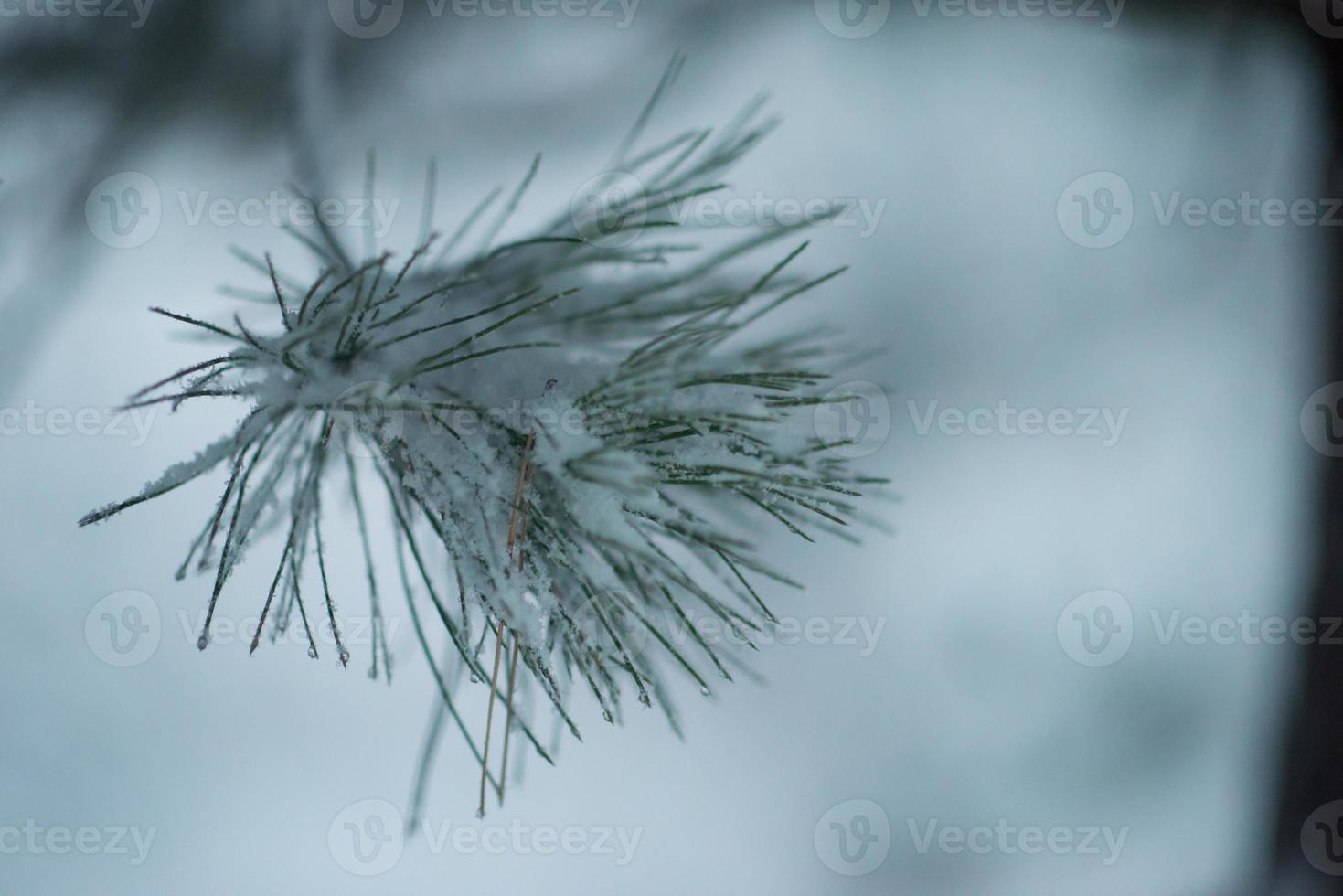 jul vintergröna tall täckt med nysnö foto