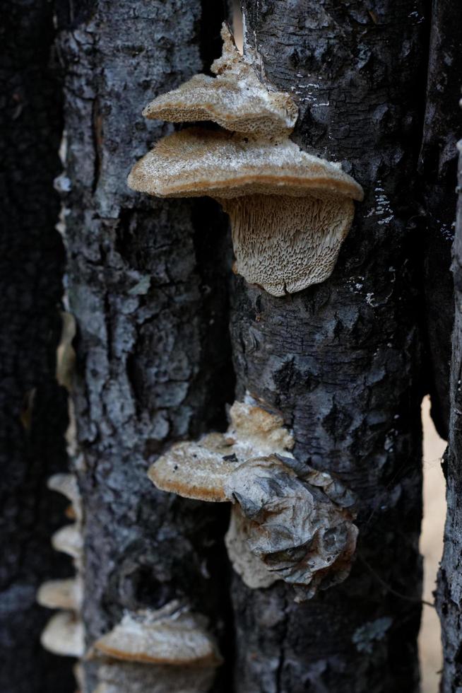 konsol svampar på trä foto