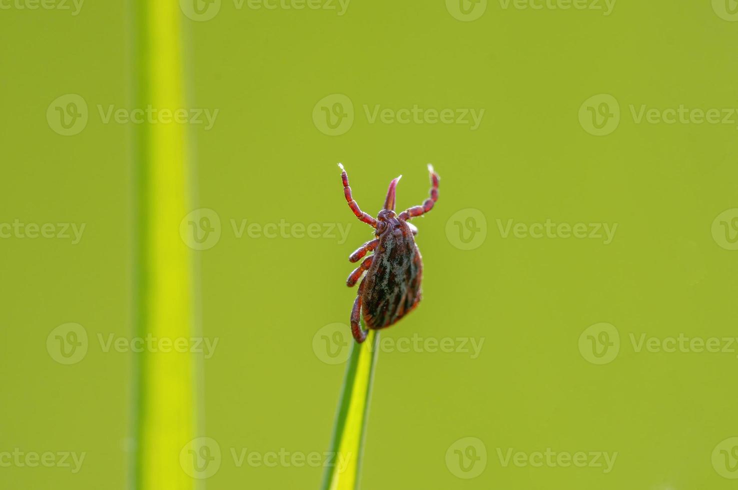 ett bock sitter på en blad av gräs foto