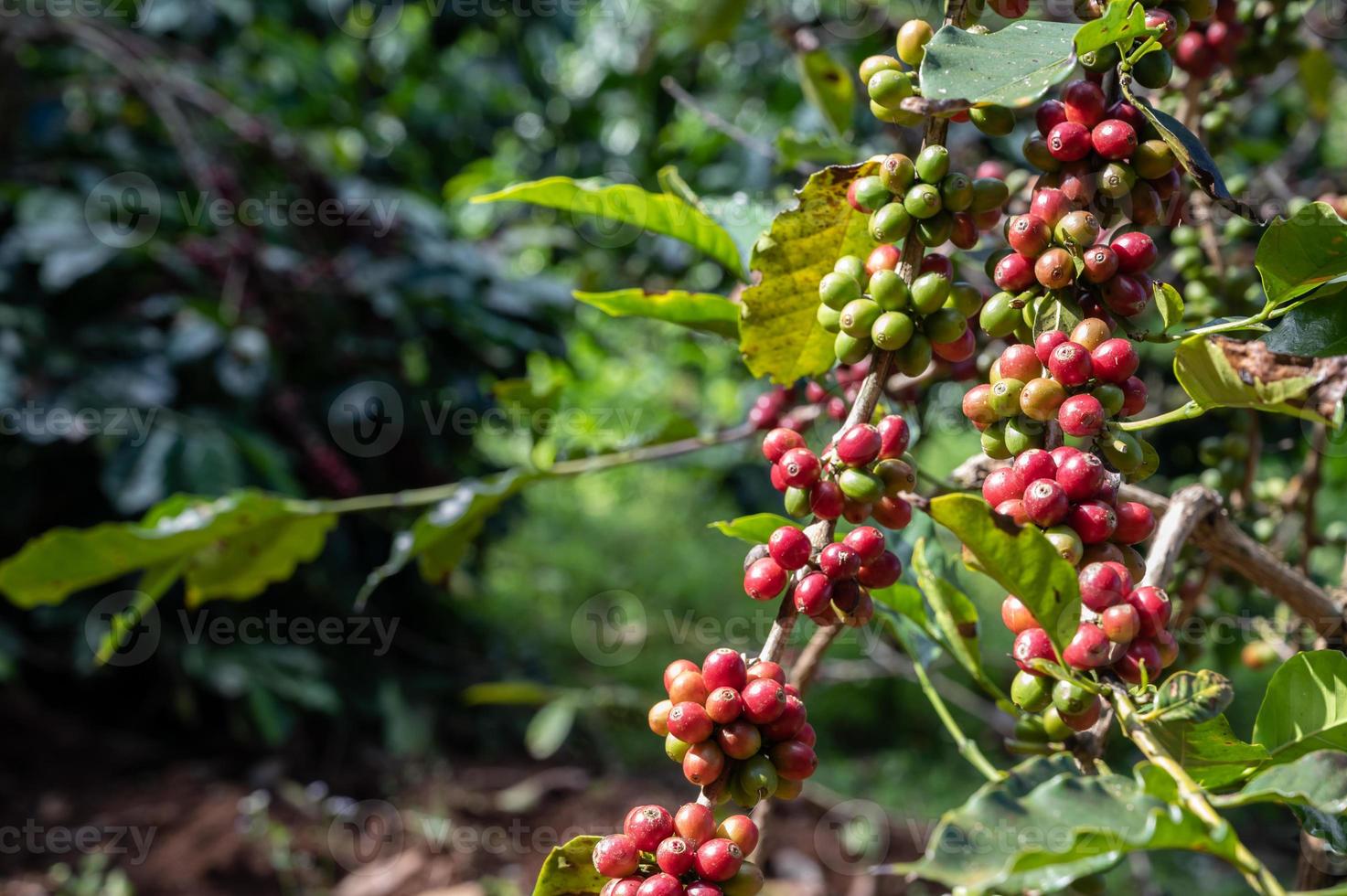 kaffe träd med kaffe körsbär tillväxt i plantage fält. kaffe bönor är Begagnade till göra olika kaffe drycker och Produkter. foto