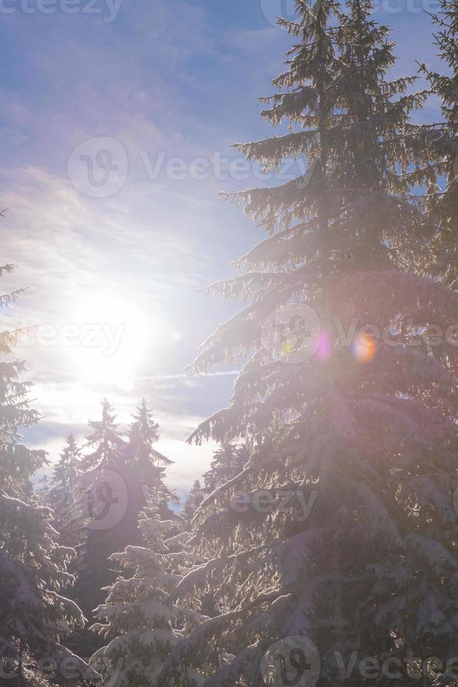 vinter- landskap i skog på solnedgång foto