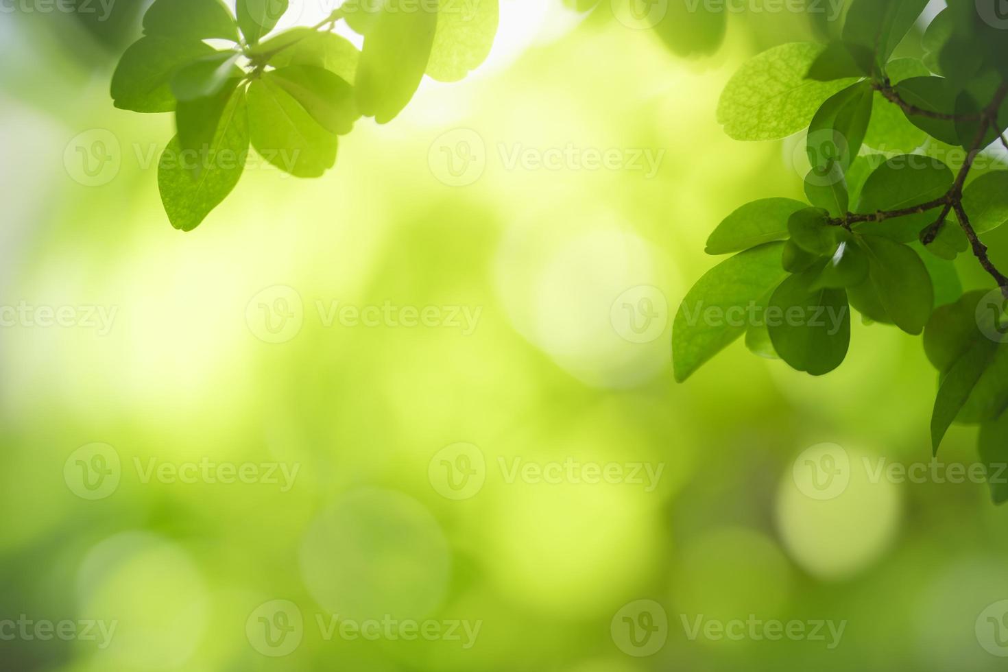 närbild av vacker naturvy grönt blad på suddig grön bakgrund i trädgården med kopia utrymme som använder som bakgrundsbakgrundssida concept.i foto