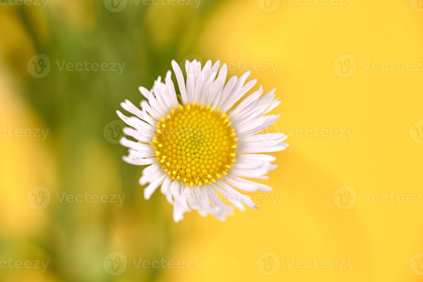vackra erigeron annuus blommor med vita blomhuvuden och gul mitt, gul bakgrund foto