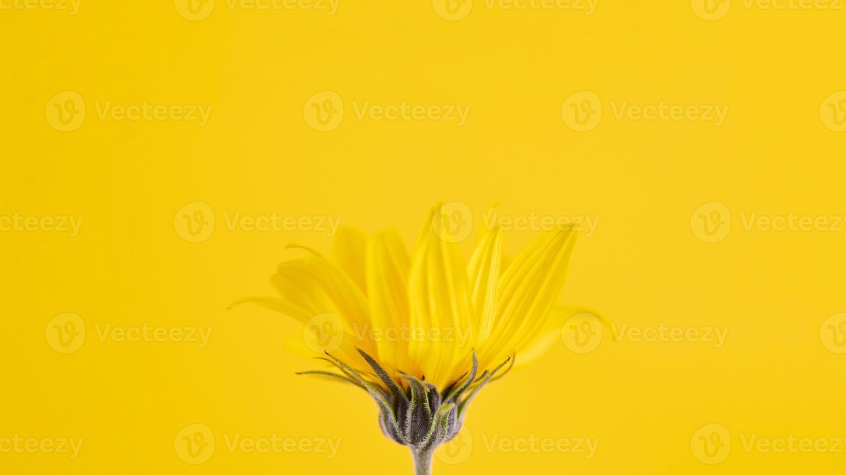 gul blomknopp av topinambur på gul bakgrund, övre kopia utrymme, suddig gul blomma foto