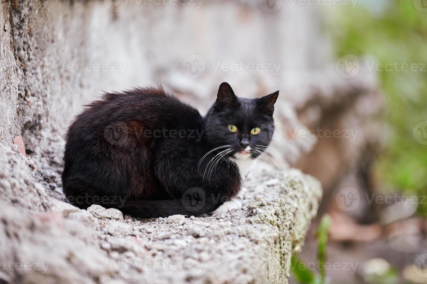 svart hemlös katt på sten i gata foto