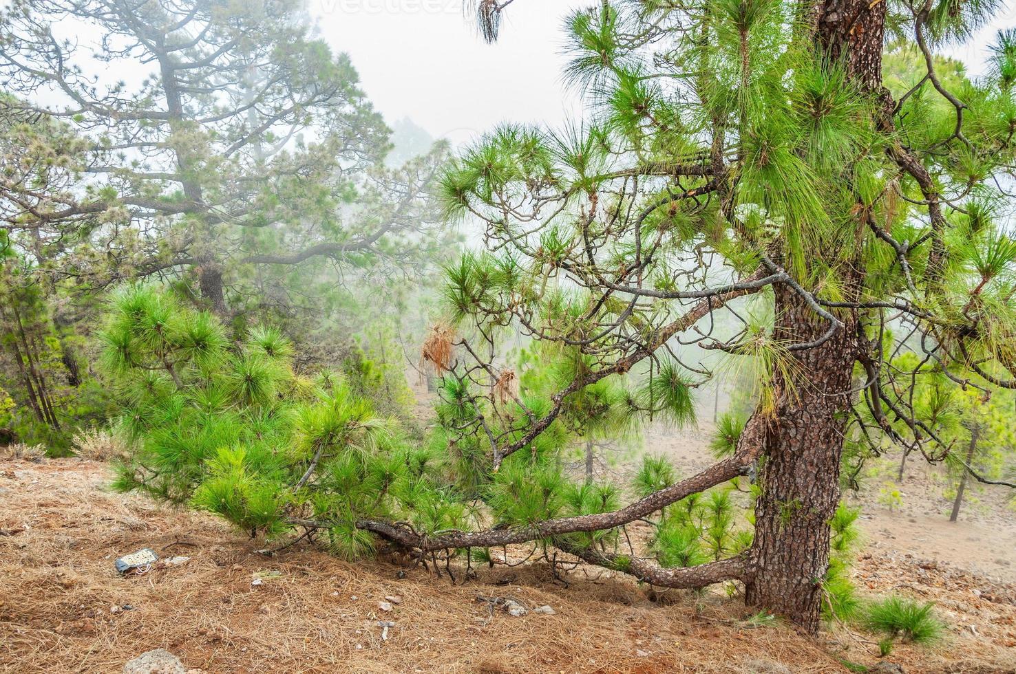 kanariska tallar, pinus canariensis i corona-skogsnaturen foto