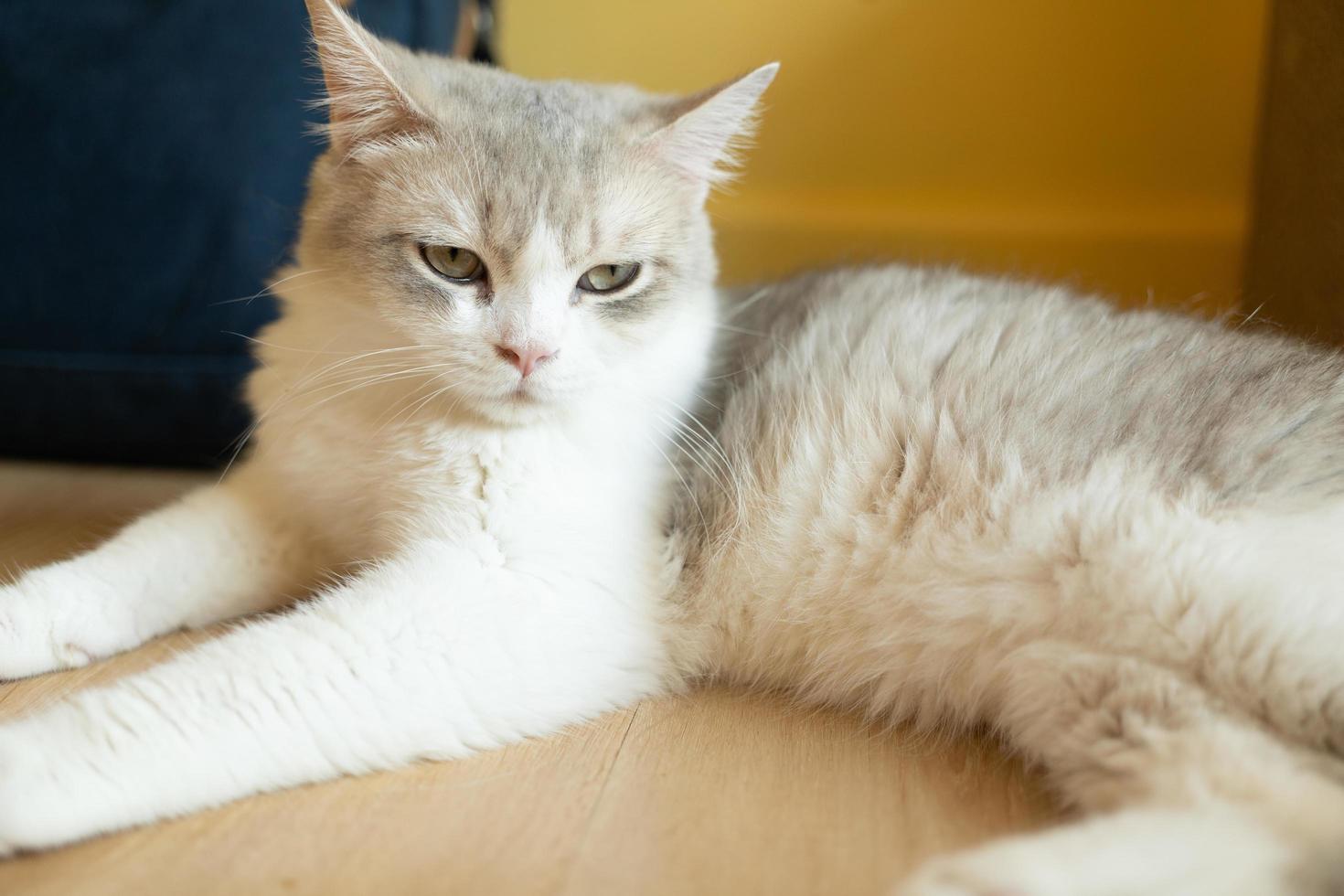 söt katt tittar runt, begreppet husdjur, husdjur. närbild porträtt av katt som sitter ner tittar runt foto