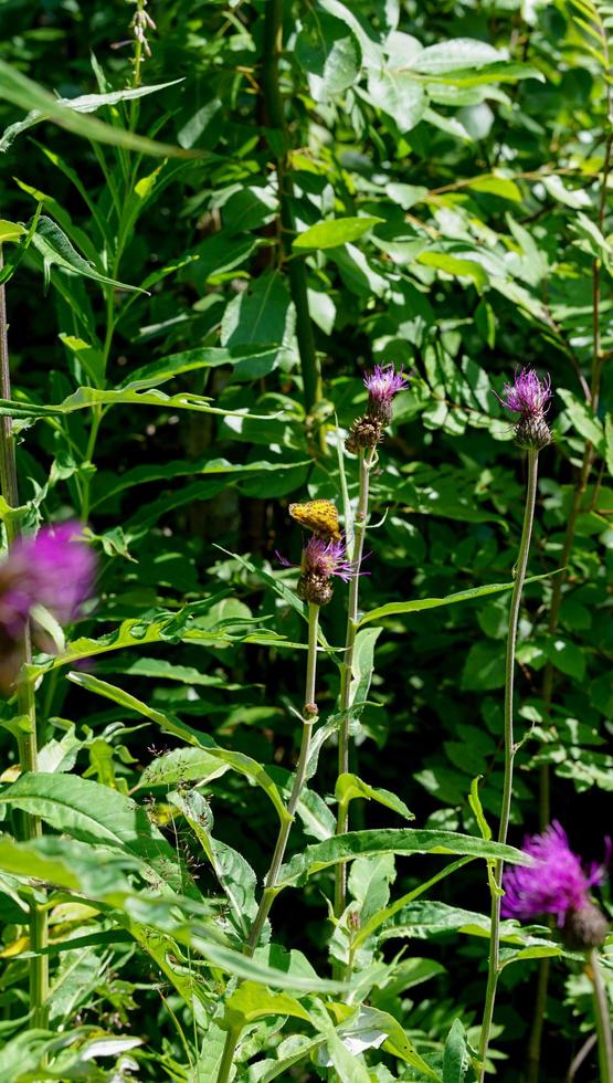 skön vild lila blommor i de natur av Norge skog foto