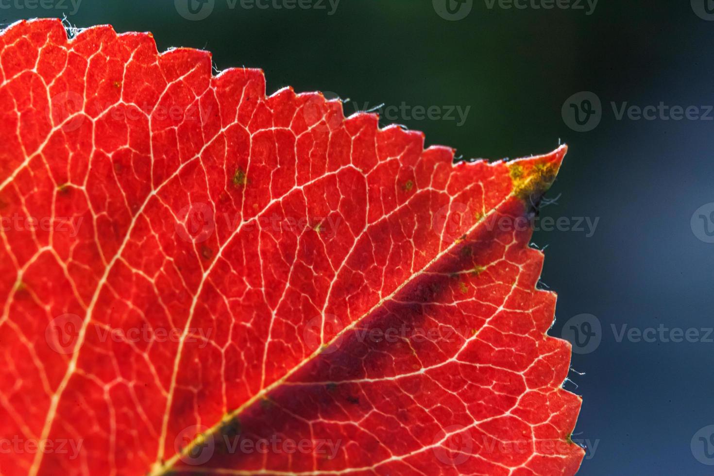 närbild naturlig höst höst makro vy av röd orange löv glöd i solen på suddig grön bakgrund i trädgården eller parken. inspirerande natur oktober eller september tapeter. årstidsbyte koncept. foto