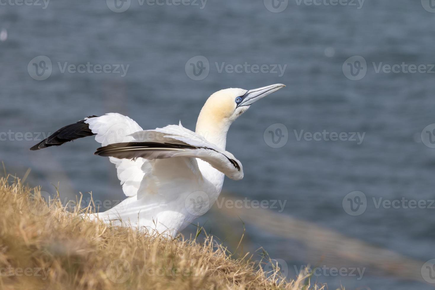 sula, morus bassanus, på bempton klippor i yorkshire foto