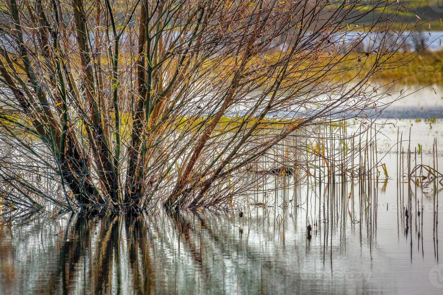 översvämmade mark nära ely efter kraftigt regn foto