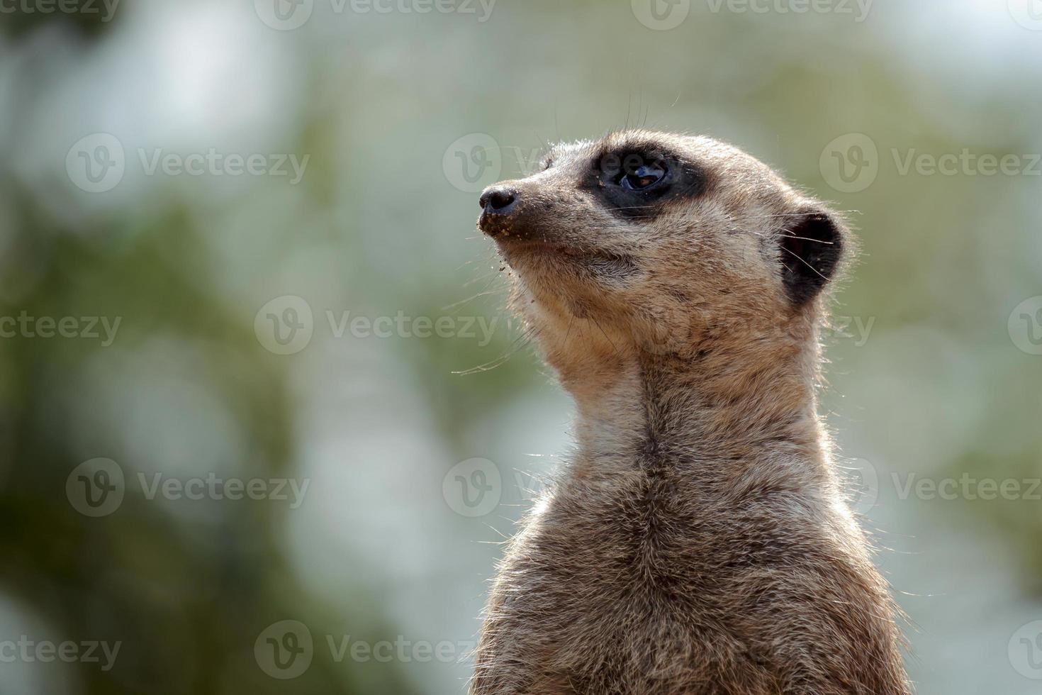 meerkat eller suricate verkande som en vakt foto