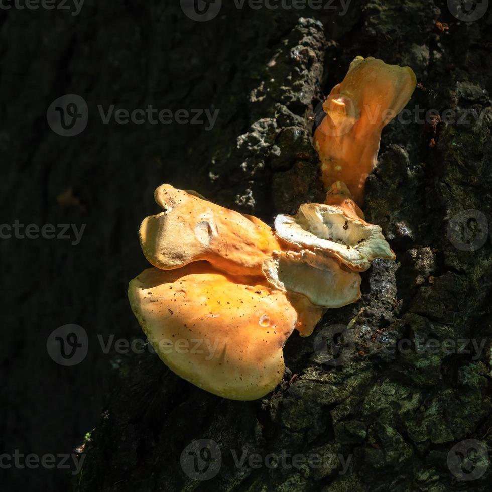 solbelyst hylla svamp, också kallad konsol svamp, basidiomycet, växande på en träd foto