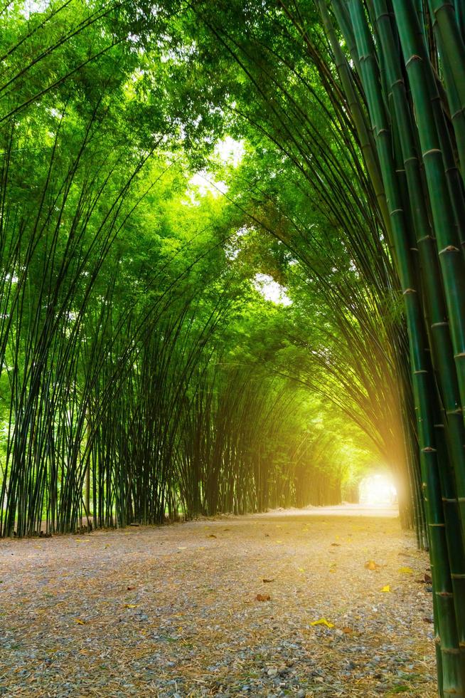 tunnel bambu träd med solljus. foto