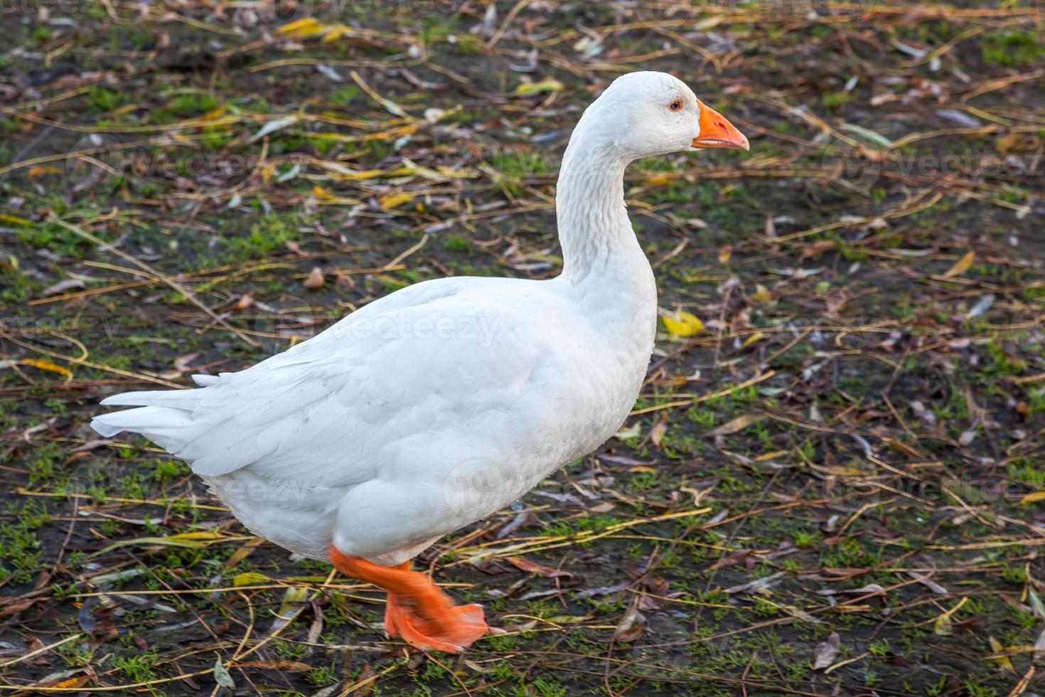 gås som går längs floden till den stora ousen i ely foto