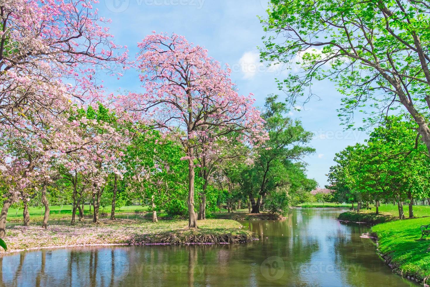 blommor av rosa trumpet träd är blomstrande i offentlig parkera av Bangkok, thailand foto