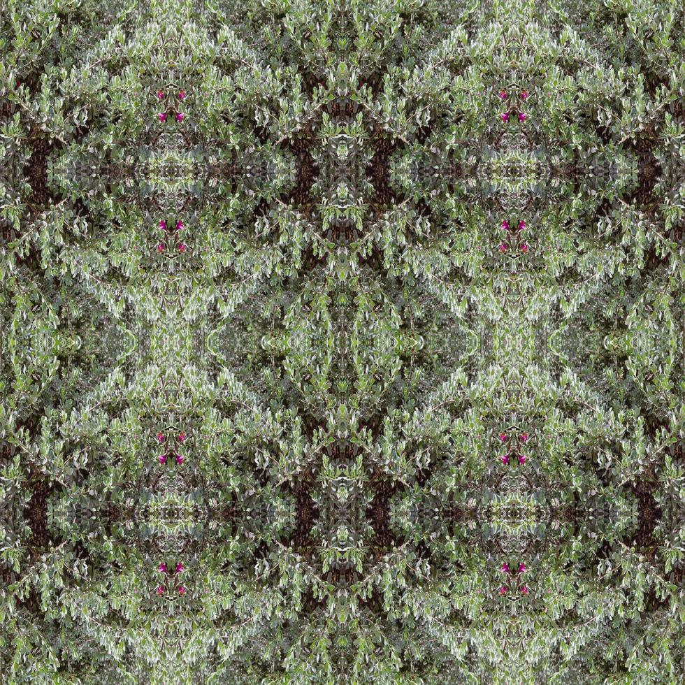grön löv mönster, höst växt blad bakgrund, leukopyllum frutescens, sömlös mönster foto